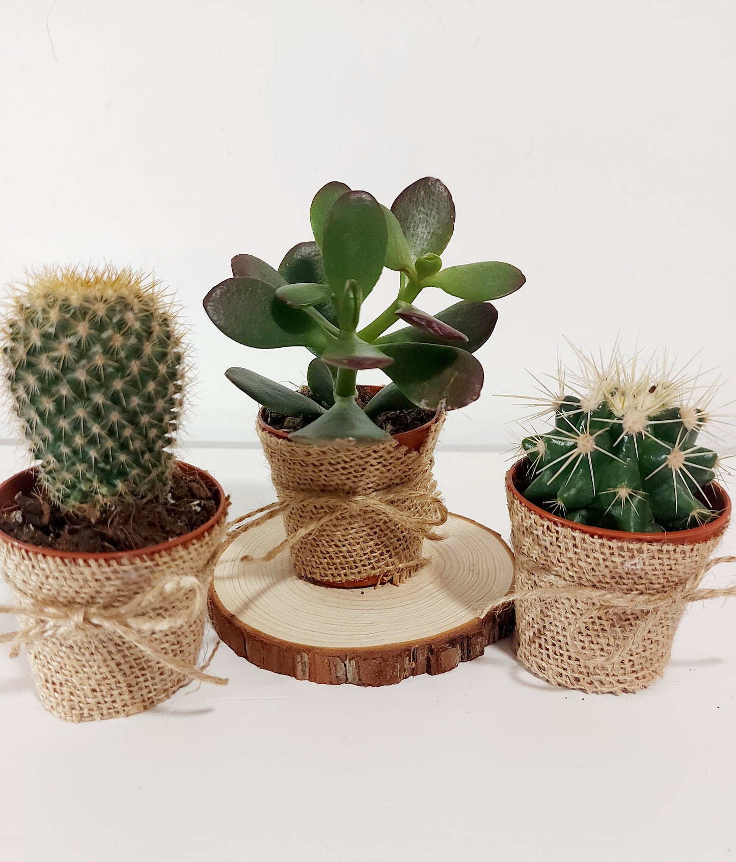 MINI CÁCTUS / SUCULENTAS