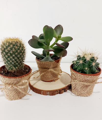 MINI CÁCTUS / SUCULENTAS