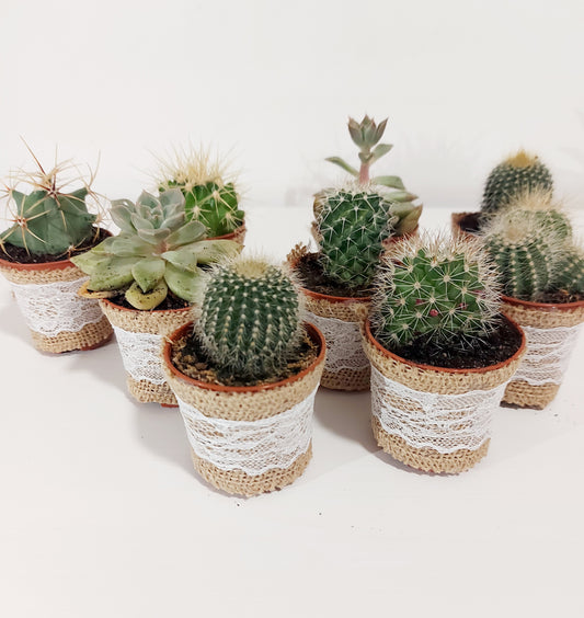 MINI CÁCTUS / SUCULENTAS