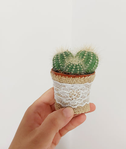 MINI CÁCTUS / SUCULENTAS