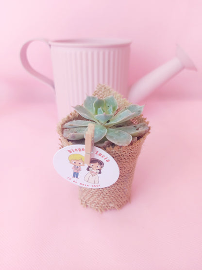 MINI CÁCTUS / SUCULENTAS