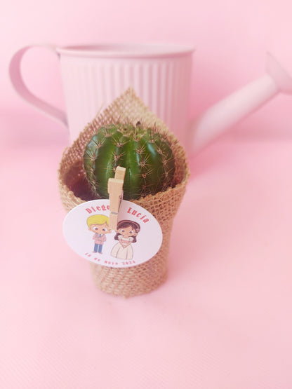 MINI CÁCTUS / SUCULENTAS